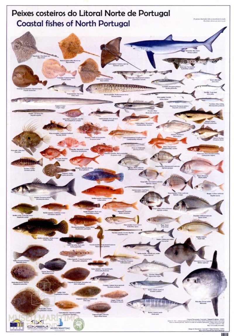 Peixes Costeiros do Litoral Norte de Portugal
